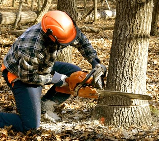 Tree Removal in Barnard, KS